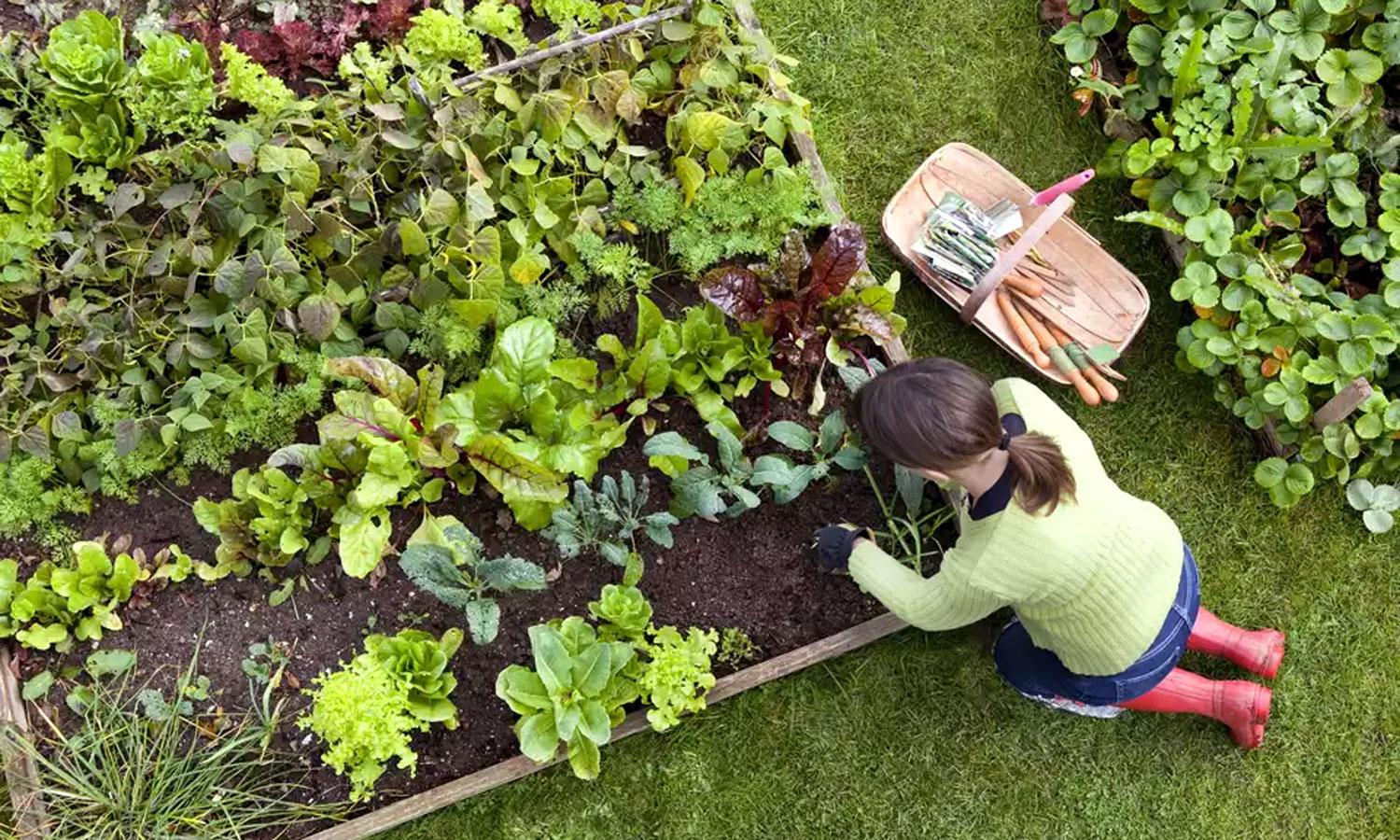 Growing Your Own Vegetable Garden